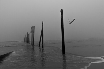 Beach and bird