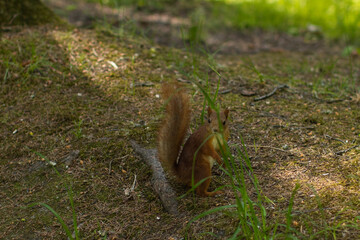 Obraz premium The close-up shot of a cute squirrel on a tree