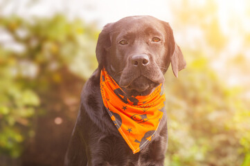 Black labrador retriever dog with an orange Halloween bandana. Portrait of a young dog.
