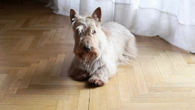 dog scottish terrier lies on the floor in the room in the sun. He raises his head, turns his head and listens.
