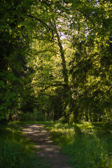 Light shining down in nature