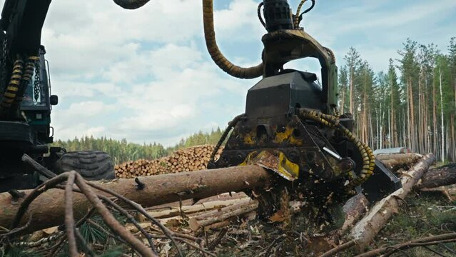 Industrial Harvester Machine Processing A Pine Log And Removing Branches. Harvester Processing Log At A Forestry Site. Manufacturing Harvester Processing Log With Heavy Crane Equipment.