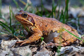 A Common frog in the grass.