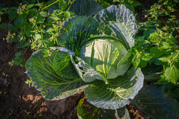 Kapusta w naturze © Adrian White