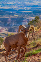 Big horn sheep at Colorado National Monument