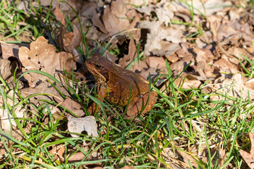 A Common frog in the grass.