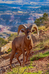 Big horn sheep at Colorado National Monument