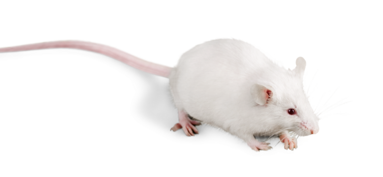 White laboratory rat isolated on white background