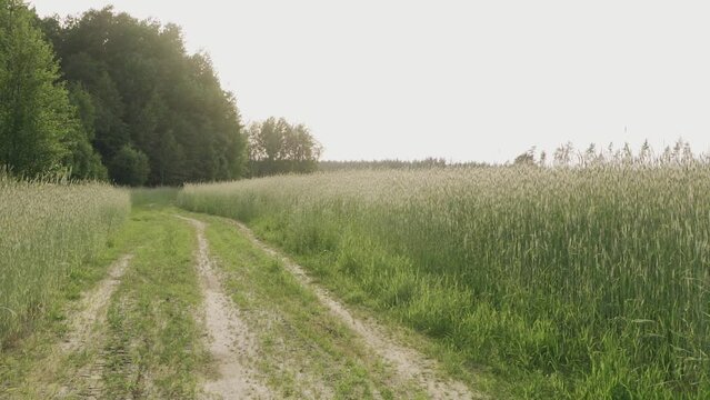 Background image of a field with wheat and a road near the forest. The camera moves from the road to a field of wheat. Slow motion