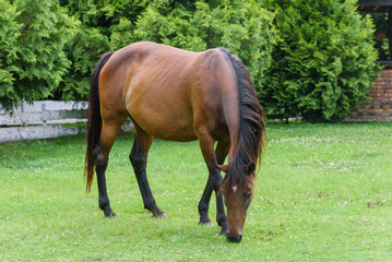A horse grazes grass on a farm