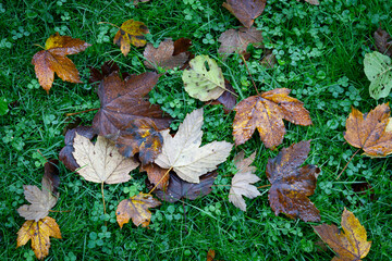 Liście skąpane w deszczu