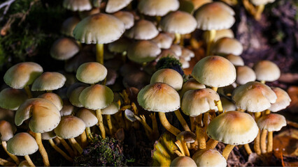 mushrooms in the forest
