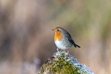 Robin perching on a frosty log.