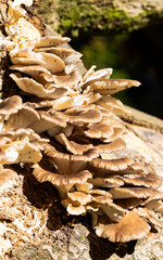 bracket mushrooms on the tree fungi