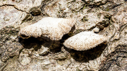small bracket fungi on a tree trunk