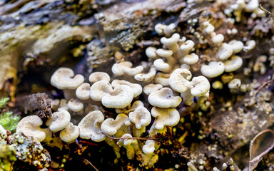 wild mushrooms on the tree fungi
