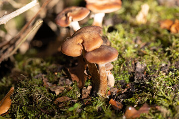 mushrooms in the forest