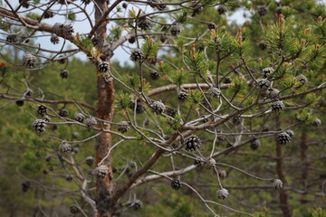 OUTSIDE OF ROOM - tree with future