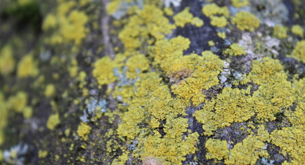 Muschio verde sul tronco dell'albero verso nord