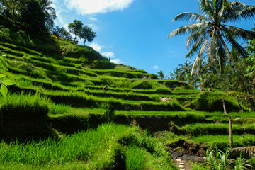 Fototapeta na wymiar Rice terraces, rice sprouts. Palm trees, jungle. Blossoming life. Bali.