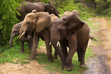 a small herd of elephants with a small baby elephant very close in detail in a national reserve in...