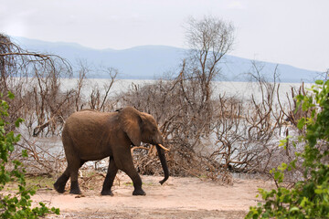  baby elephant on the loose in the forest among thickets of dry trees in the national park of Tanzania. Blue sky, lake, bushes