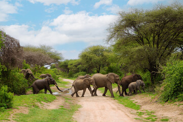 a small herd of elephants with a small baby elephant very close in detail in a national reserve in...