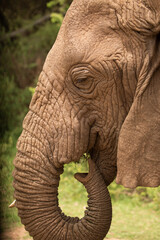 Obraz premium a large detailed portrait of a wild elephant living in freedom. He holds a bunch of grass in his trunk and eats it. Close up