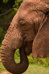 a large detailed portrait of a wild elephant living in freedom. He holds a bunch of grass in his trunk and eats it. Close up texture of his skin