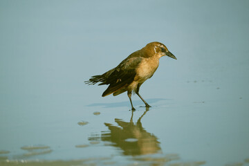 Female boat tailed grackle on the beach searching for food in Myrtle Beach South Carolina