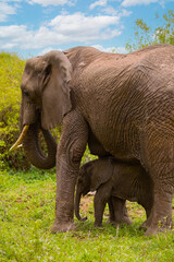 Obraz premium tiny newborn baby elephant near his mother elephant on the loose in the wild environment. Very close up in detail. breastfeeding mother elephant