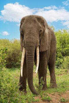 elephant on the loose in the forest among thickets of dry trees in the national park of Tanzania. Blue sky, lake, bushes