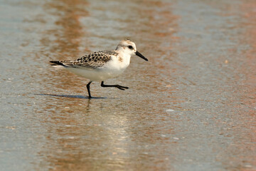 Sanderling steps quickly in search of food in Myrtle Beach South Carolina