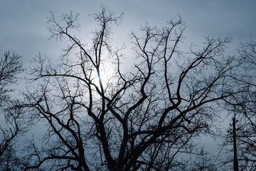 tree branches silhouette against sun and blue sky