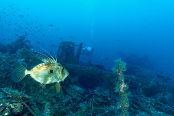 Pesce san pietro, Zeus faber, con sub sullo sfondo, sul relitto del Gazzella, corvetta della marina italiana affondata durante la seconda guerra mondiale nel golfo dell'Asinara, Sardegna