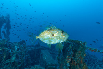 Pesce san pietro, Zeus faber, sul relitto del Gazzella, corvetta della marina italiana affondata...