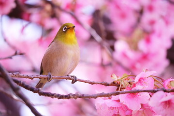 桜の枝にとまってるメジロ