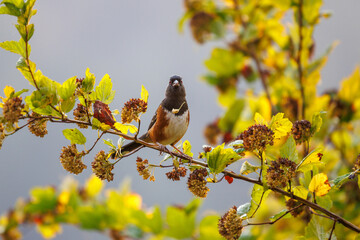 Obraz premium Spotted Towhee (Pipilo maculatus)looking straight ahead perched on branch