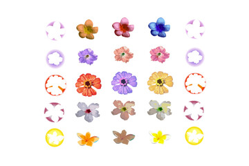  Collection of different colours drawn ornaments of garden flowers 