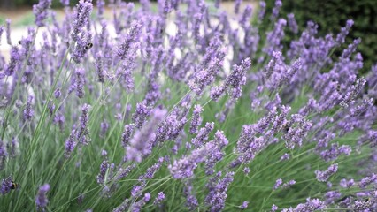 Naklejka premium Flying bumble-bee gathering pollen from lavender blossoms. Close up Slow Motion. Beautiful Blooming Lavender Flowers swaying in wind. Provence, South France, Europe. Calm Cinematic Nature Background