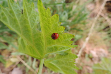 mariquita sobre hoja