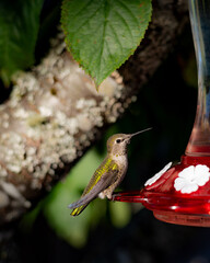 Hummingbird on Feed with Cherry Tree in Background