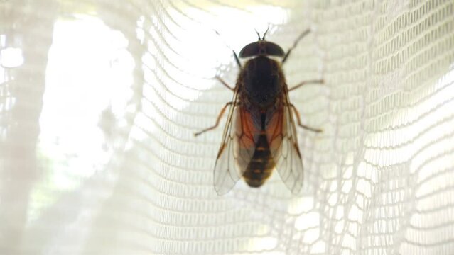 Insect gadfly slowly crawling on the curtains