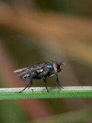 fly on leaf