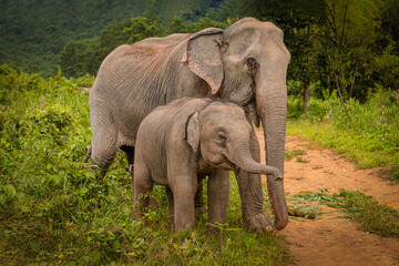 Fototapeta premium Elephants of Chiang Mai