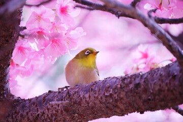 桜の枝にとまっている可愛いメジロ
