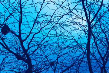 Photo of a mystical fantasy forest. Silhouettes of trunks and branches. Fog and twilight blue sky. Mystical blue background