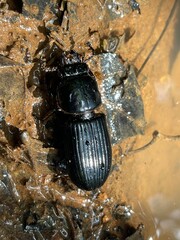 stag beetle on wood