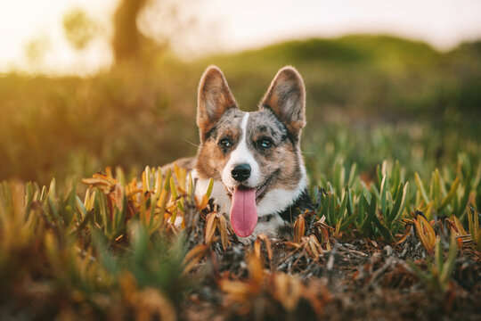 Happy small welsh corgi dog laying on the ground outdoors at sunset.