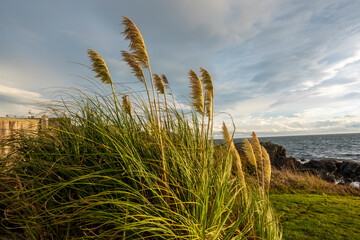 Close up view of plant reeds blowing in the wind at sunset on San Juan Island